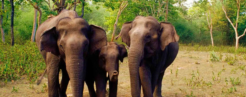 elephants in bandipur