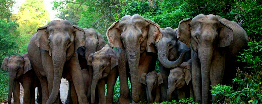 elephant heaven bandipur