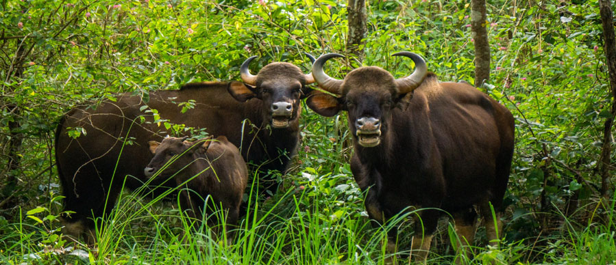 bandipur gaur