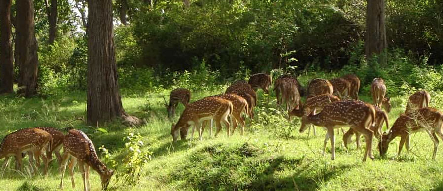 bandipur wildlife heritage