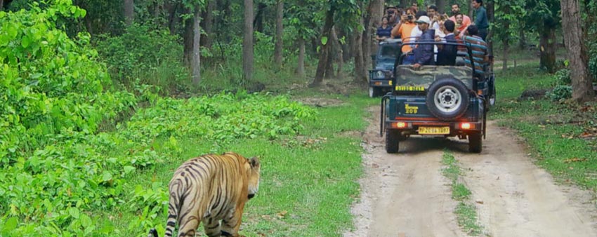 bandipur jeep safari booking