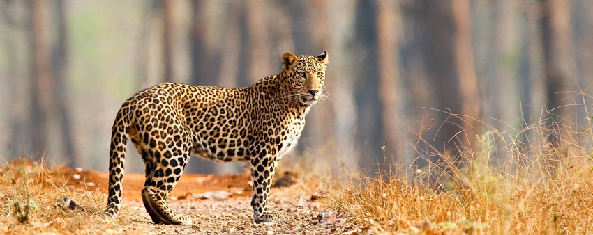 leopard in bandipur