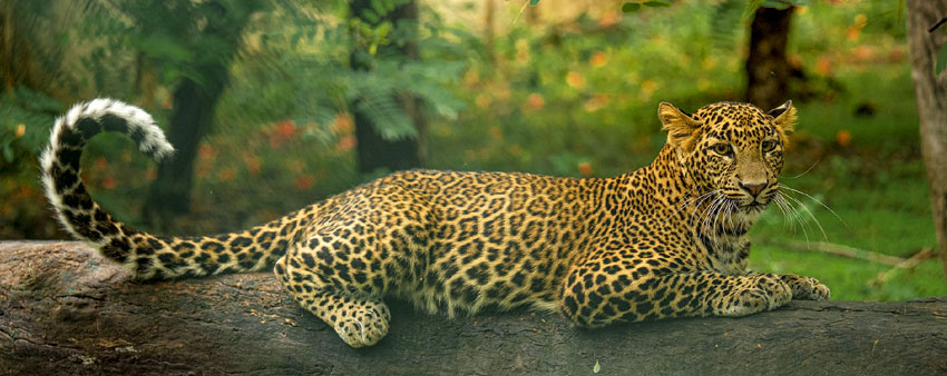 bandipur leopard tour