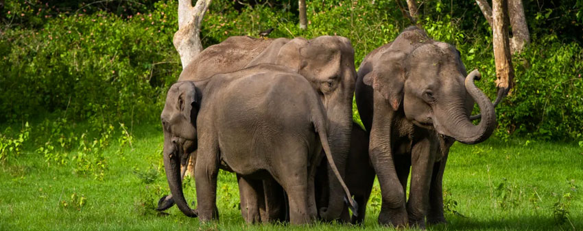 elephants group