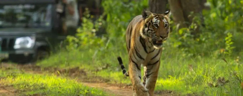 bandipur tiger tour