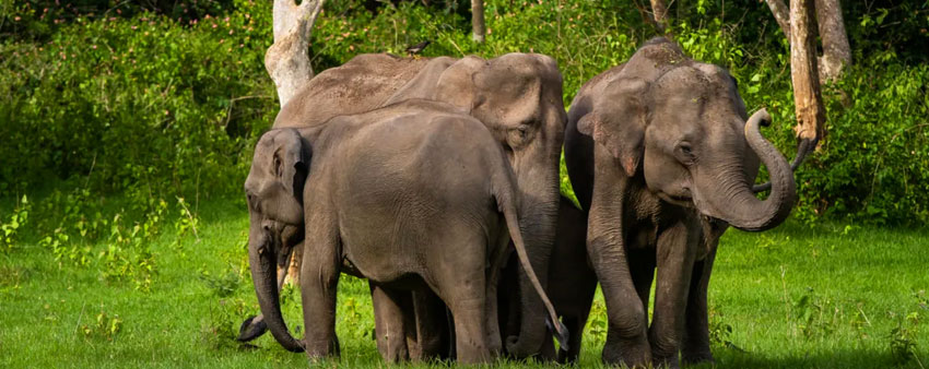 bandipur elephants safari