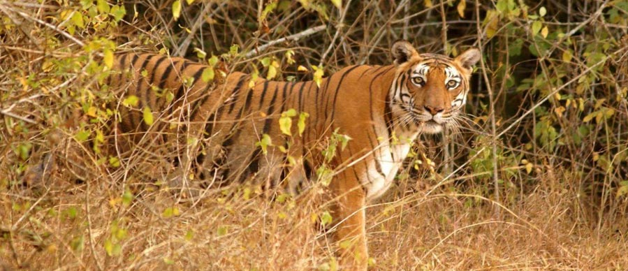 bandipur tour guide