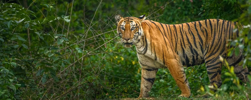 Discovering the Wonders of Wildlife: A Journey through Bandipur Tiger ...