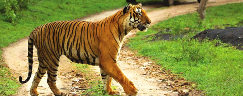 tiger in bandipur