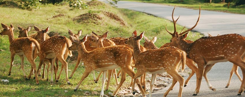 bandipur fauna