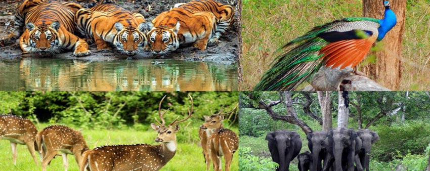 bandipur wildlife sanctuary tour