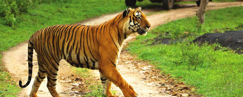 bandipur tiger view