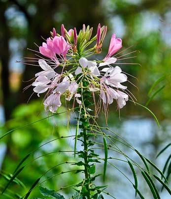 flora in bandipur