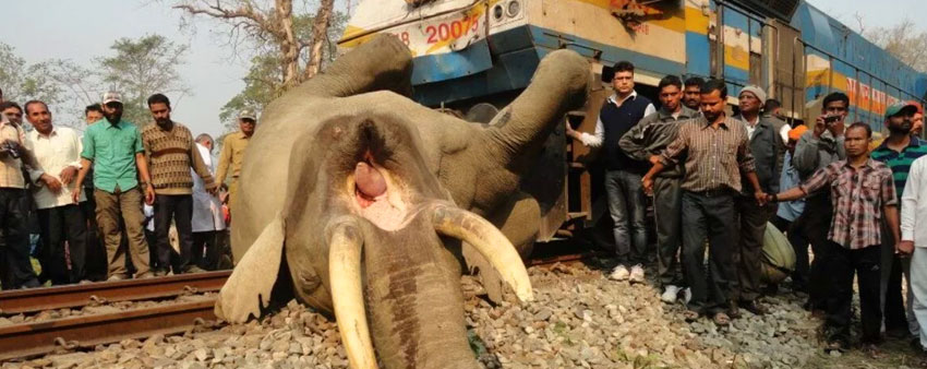 bandipur elephant