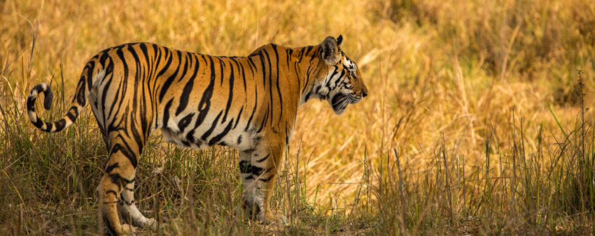 tiger in bandipur